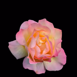 Unique Blossom #0