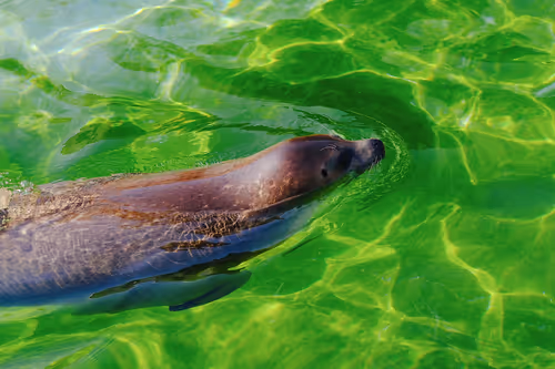 Item #91415380203241844243930253381932597424239904292150329599629413008543255101490 Media