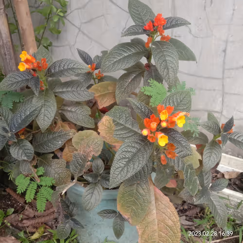 Item #15416064837448188610247350204521494909343598378477019548960405637799715275752 Media