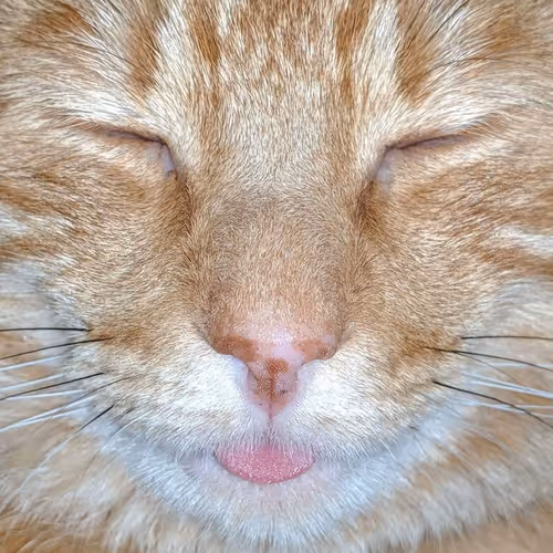 Derp