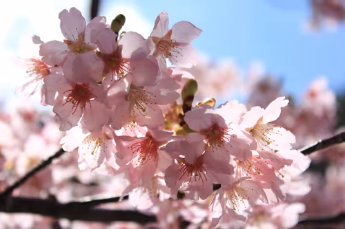 Item #88341892428238457671163359138931352612055705478125639874456303507214593687553 Media