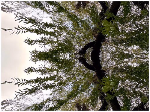 Item #39842122399831876294969041227459341578040195517803177153867578416529040998401 Media