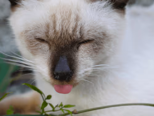 Item #55455677318123595031509472603724202920888355633279889545160944794180824072193 Media