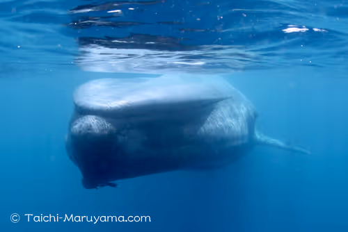 Item #61113597711829508019705348607354266595254896620371709928421355902227007406081 Media