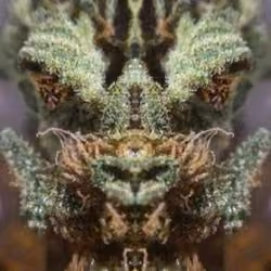 GREEN DRAGON SHERLONG