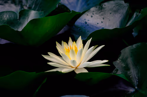 Item #59967187426684840308125755480147414158284983471661826941997092825047314202625 Media