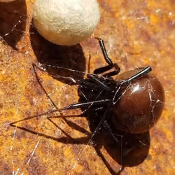 Black Widow w/ Eggs