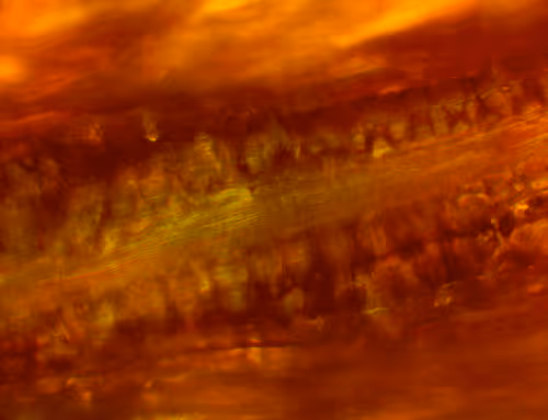 Item #71646257518770613568983710813551014237803002136866425209291833935034610352129 Media