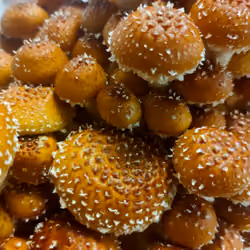 Freckled Chestnut      Pholiota Adiposa