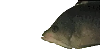 Item #52392619311854137918307905256463890638575476293107485010018618989146076610660 Media