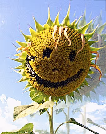 Untitled Collection #72641018