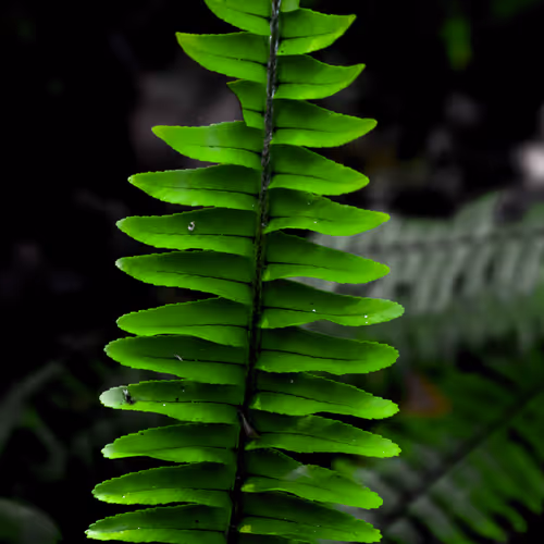 Sethsgarden