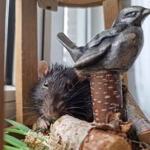 This Rat likes Birds