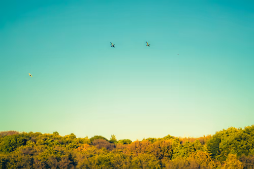 Item #87724672545568216492349628543176573267958151988335217142690977325714971295745 Media