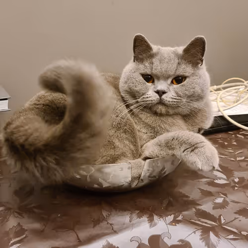 50378249515192140596651097190490243462828899571090436609561503712789772894209