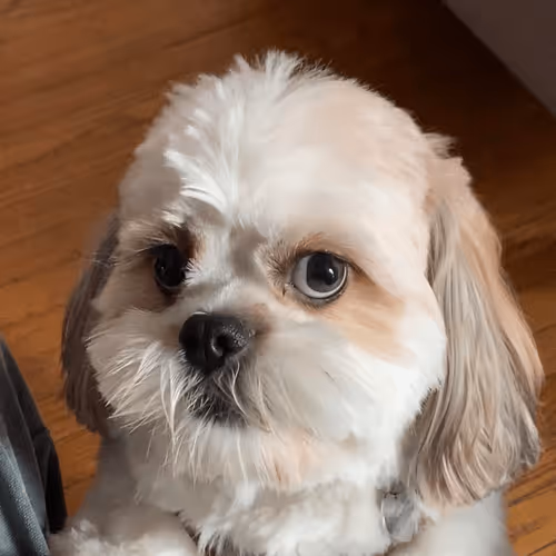 trashdumpster Collection