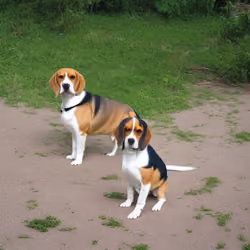 GAZING BEAGLE