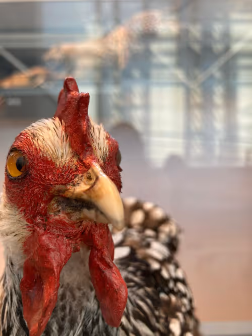 Item #14070739326163497286278562004822531157991903209718642292325428262552989597697 Media