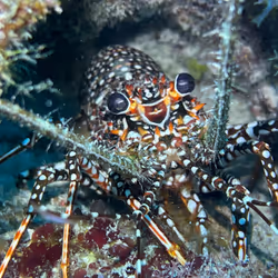 80965803268169370603932631570667161375508893671094224909166964093027574874113