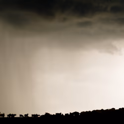 The Shepherd