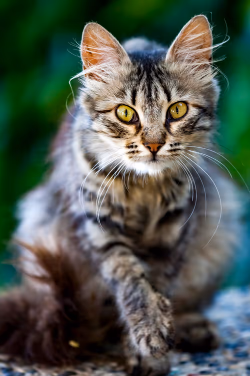 Item #95930744612989253264341458363878669706731092846429446161851758924581404934145 Media