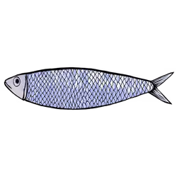 White Chill Sardine #0015