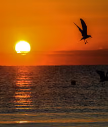 burning birds