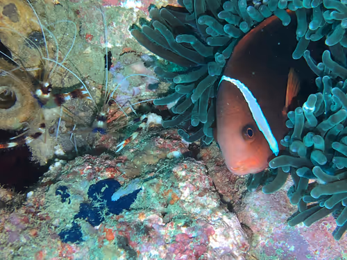 Item #80965803268169370603932631570667161375508893671094224909166964260153342296065 Media