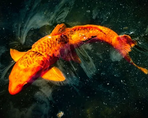 phunkydawg Collection