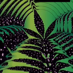 Da KameL Kiss Cannabis ExpreSS