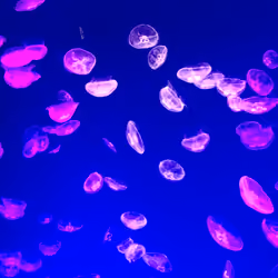 jellyfish-A