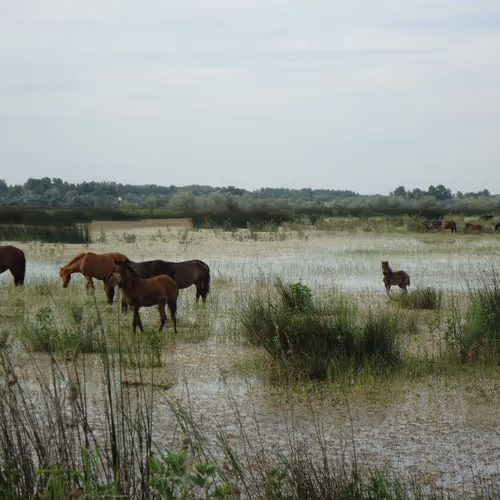 CtrAltDel Collection