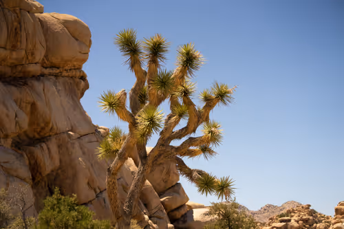 Item #38069088421557280780080489884356511775313840977413642295707171779754833477633 Media