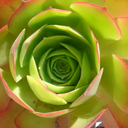So Succulent