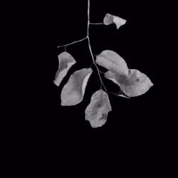 Exsiccate II - Cariniana estrellensis