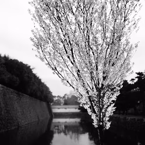 Japan575