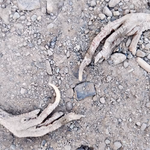 Hosein_Davoudi Collection