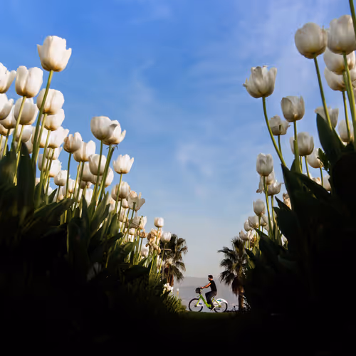 emrebostanoglu Collection - old