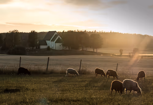 Item #110006033597033657576251014007855391503409468234064486912369068650561718452225 Media