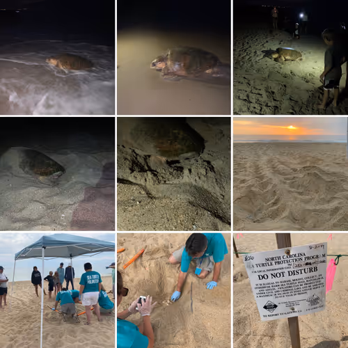 Turtle Awareness Collection