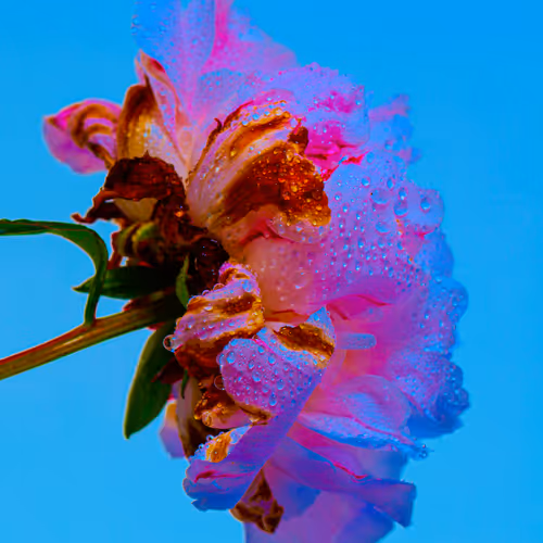 Flowerfarmnft