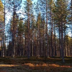 Hoche Boomen