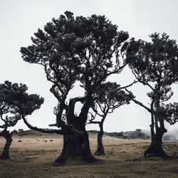 old crooked trees