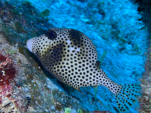 Item #80965803268169370603932631570667161375508893671094224909166964201879226023937 Media