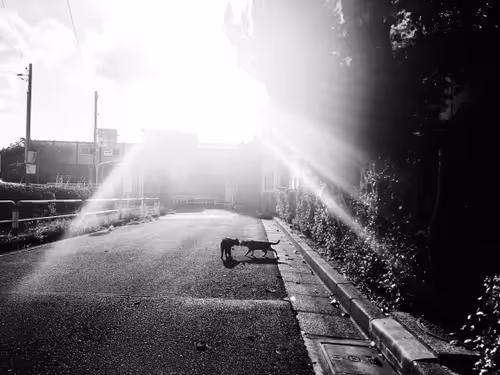 Item #27808391261739682212978994508134767813095033586491870534816189107519321276417 Media