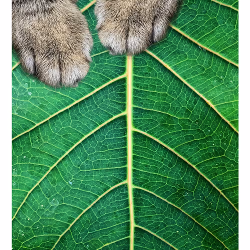 Ithinkyoushouldpaws