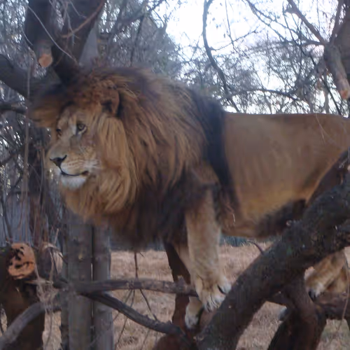 Untitled Collection #72466674