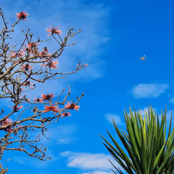 Flying Drone, Queensland Australia