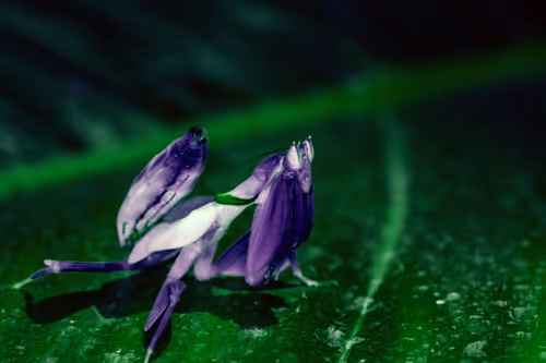 Item #99573757737983831021153303026229718025849584965265171021817306557317614927873 Media