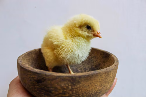 Item #49698477099339099312939527555360875078709531673675785806524411237310899683331 Media